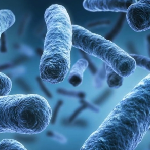 [Vidéo] Microbiote et Probiotiques