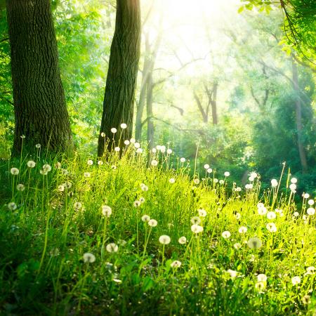 Beau sous bois dans un rayon de soleil