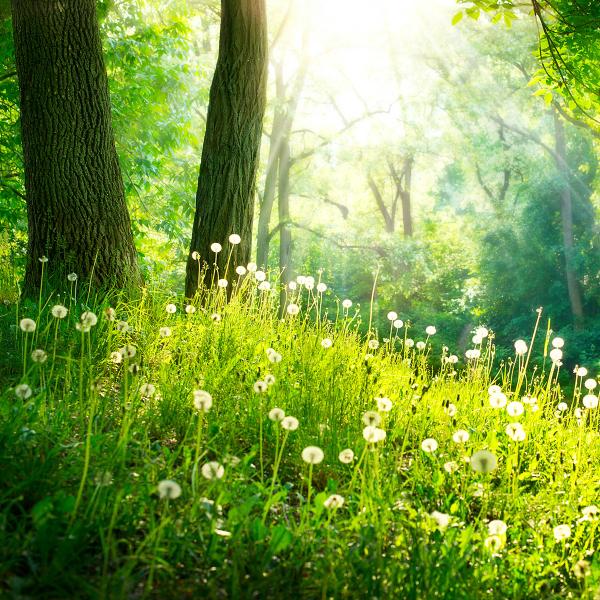 Beau sous bois dans un rayon de soleil